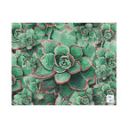 Eccheveria Bloom Puzzle