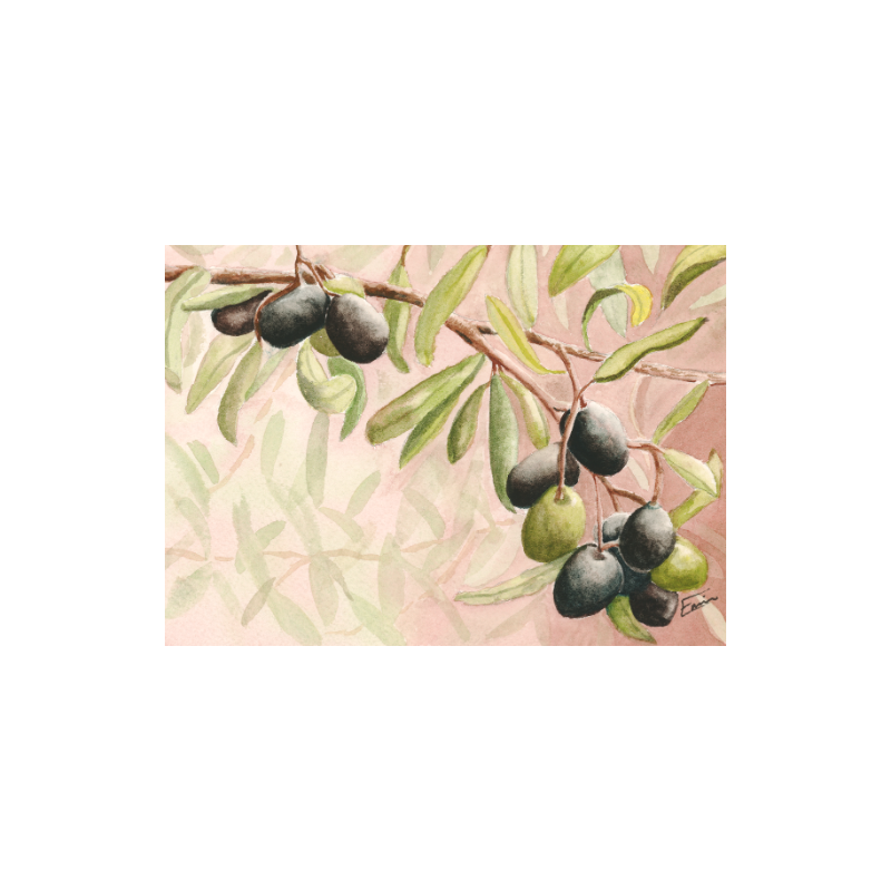 Illustration of green leaves and black berries on a RED background